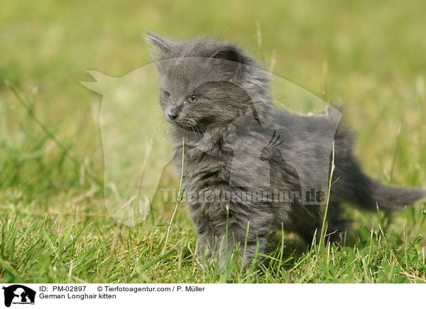 German Longhair kitten / PM-02897