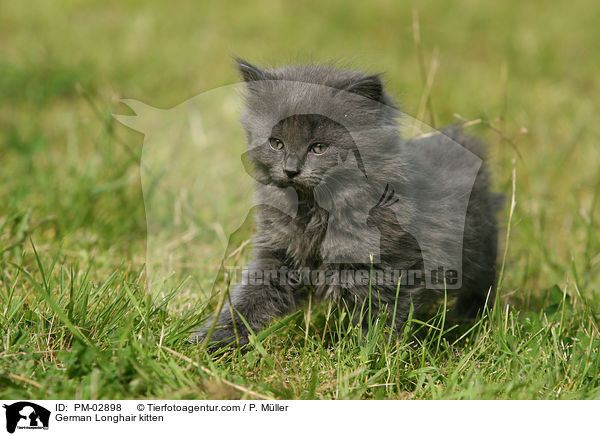 German Longhair kitten / PM-02898