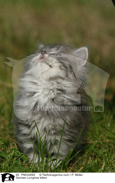 Deutsch Langhaar Ktzchen / German Longhair kitten / PM-02899