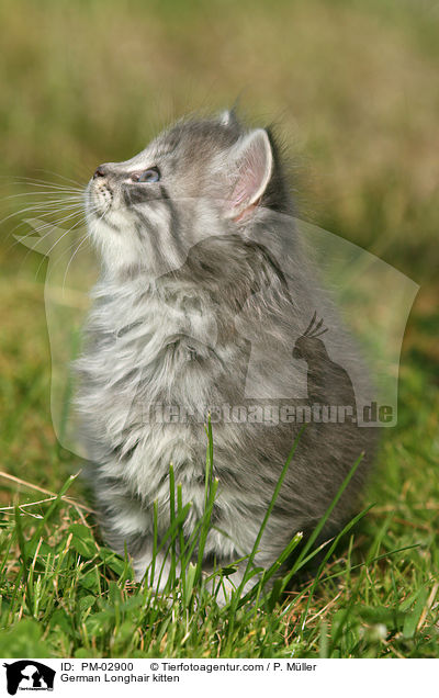 German Longhair kitten / PM-02900