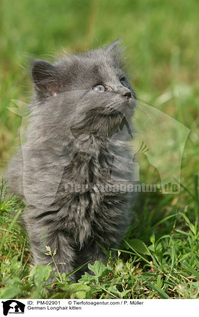 Deutsch Langhaar Ktzchen / German Longhair kitten / PM-02901