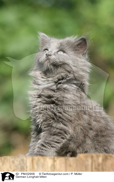 Deutsch Langhaar Ktzchen / German Longhair kitten / PM-02906