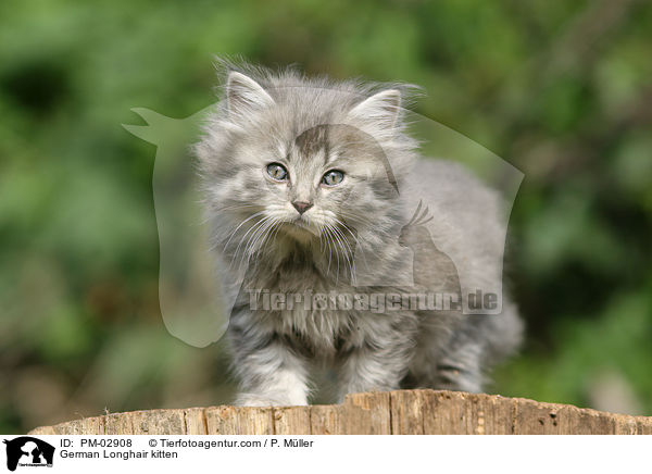 Deutsch Langhaar Ktzchen / German Longhair kitten / PM-02908