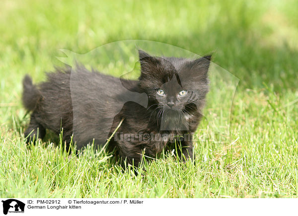 Deutsch Langhaar Ktzchen / German Longhair kitten / PM-02912