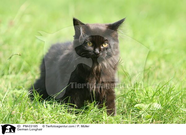 Deutsch Langhaar Ktzchen / German Longhair / PM-03185