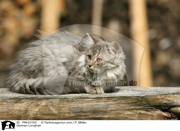 Deutsch Langhaar / German Longhair / PM-03193