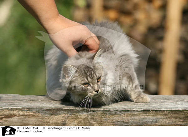 Deutsch Langhaar / German Longhair / PM-03194
