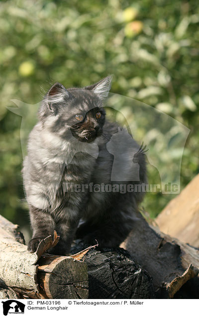 Deutsch Langhaar / German Longhair / PM-03196