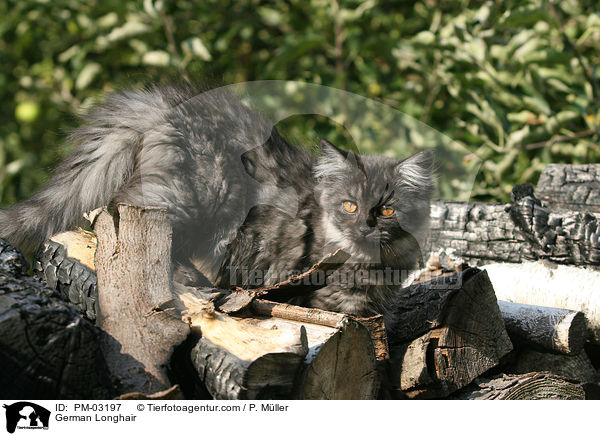 Deutsch Langhaar / German Longhair / PM-03197