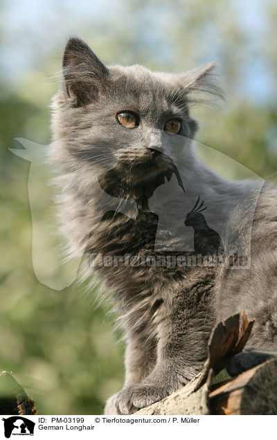 Deutsch Langhaar / German Longhair / PM-03199