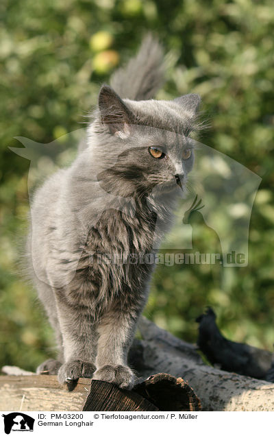 Deutsch Langhaar / German Longhair / PM-03200