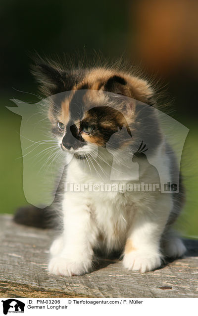 Deutsch Langhaar Ktzchen / German Longhair / PM-03206