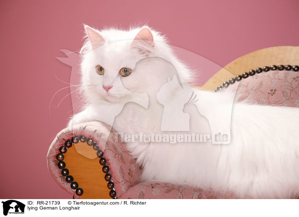 liegende Deutsch Langhaar / lying German Longhair / RR-21739