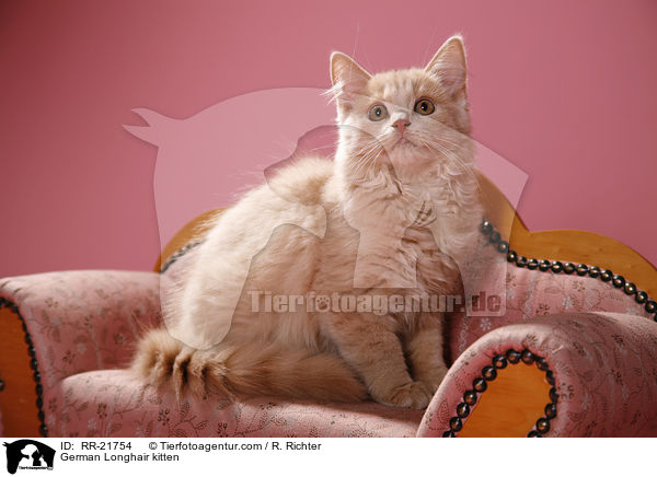 Deutsch Langhaar Ktzchen / German Longhair kitten / RR-21754