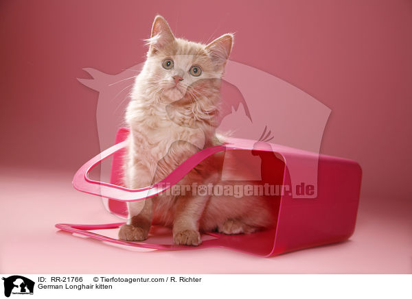 Deutsch Langhaar Ktzchen / German Longhair kitten / RR-21766