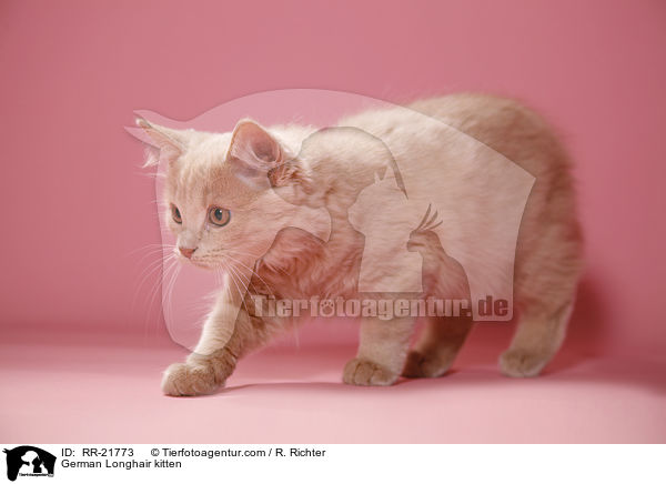 Deutsch Langhaar Ktzchen / German Longhair kitten / RR-21773