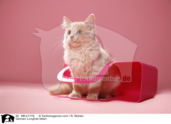 Deutsch Langhaar Ktzchen / German Longhair kitten / RR-21776
