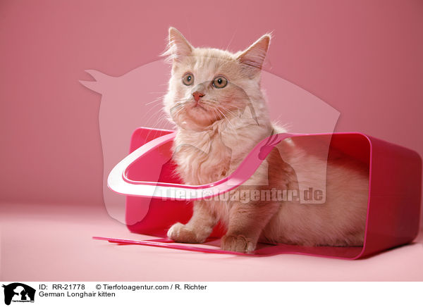 Deutsch Langhaar Ktzchen / German Longhair kitten / RR-21778