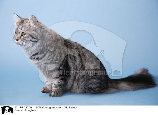 Deutsch Langhaar / German Longhair / RR-21790