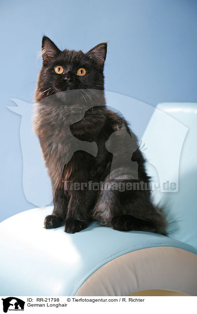 Deutsch Langhaar / German Longhair / RR-21798