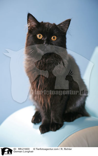 Deutsch Langhaar / German Longhair / RR-21800