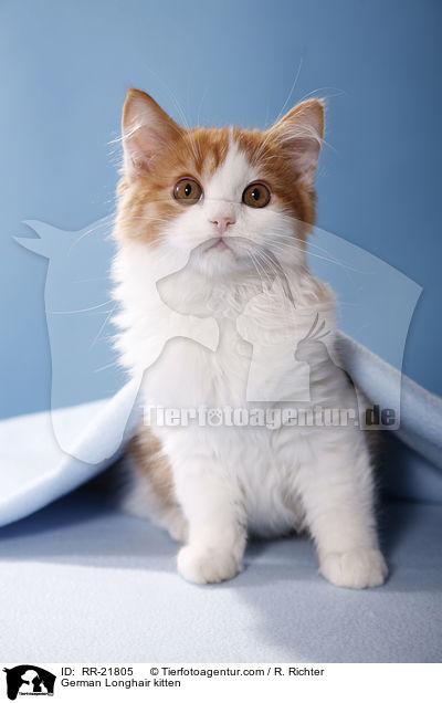 Deutsch Langhaar Ktzchen / German Longhair kitten / RR-21805