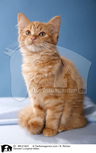 Deutsch Langhaar Ktzchen / German Longhair kitten / RR-21807
