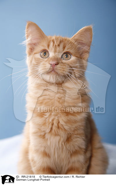 Deutsch Langhaar Portrait / German Longhair Portrait / RR-21818