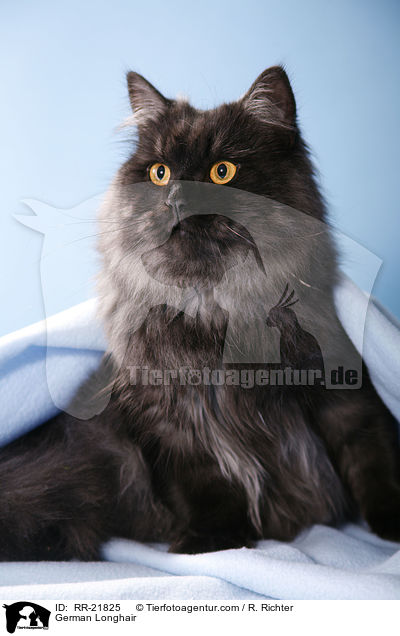 Deutsch Langhaar / German Longhair / RR-21825