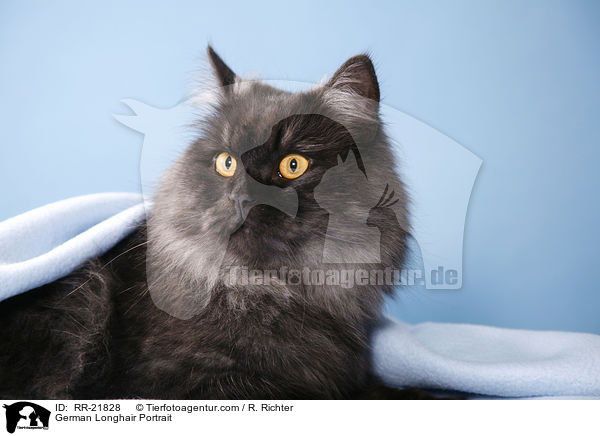 Deutsch Langhaar Portrait / German Longhair Portrait / RR-21828