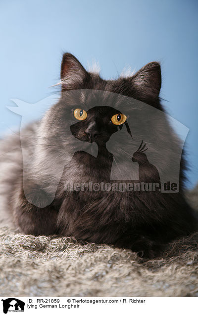 liegende Deutsch Langhaar / lying German Longhair / RR-21859