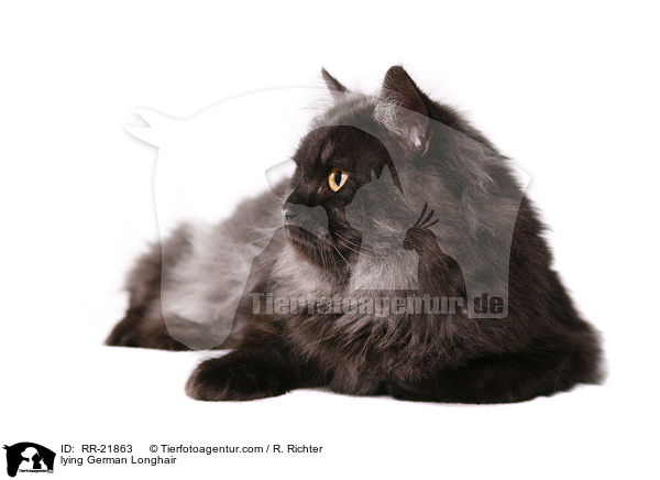 liegende Deutsch Langhaar / lying German Longhair / RR-21863