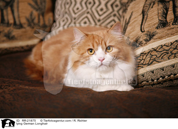 liegende Deutsch Langhaar / lying German Longhair / RR-21875