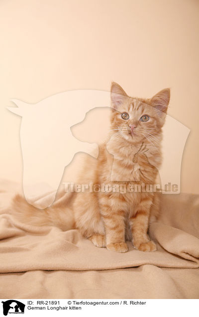 Deutsch Langhaar Ktzchen / German Longhair kitten / RR-21891