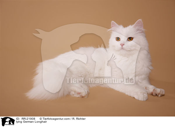 liegende Deutsch Langhaar / lying German Longhair / RR-21908