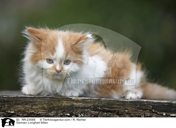 Deutsch Langhaar Ktzchen / German Longhair kitten / RR-23686
