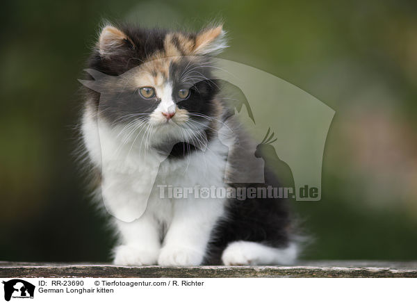 Deutsch Langhaar Ktzchen / German Longhair kitten / RR-23690