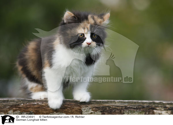Deutsch Langhaar Ktzchen / German Longhair kitten / RR-23691