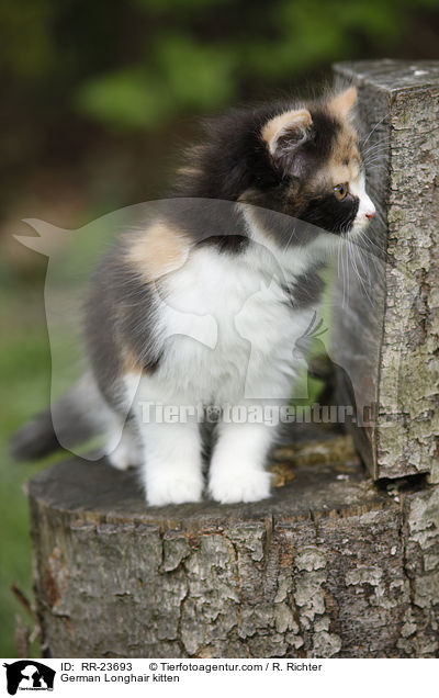 Deutsch Langhaar Ktzchen / German Longhair kitten / RR-23693