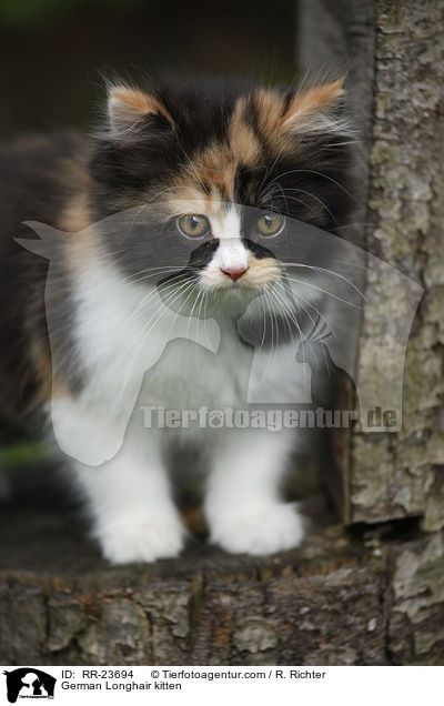 Deutsch Langhaar Ktzchen / German Longhair kitten / RR-23694