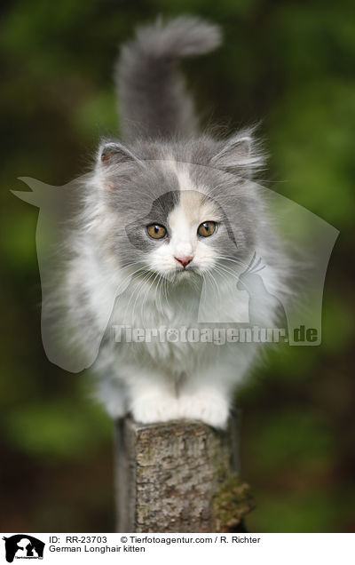 Deutsch Langhaar Ktzchen / German Longhair kitten / RR-23703