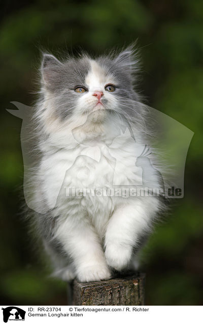 Deutsch Langhaar Ktzchen / German Longhair kitten / RR-23704