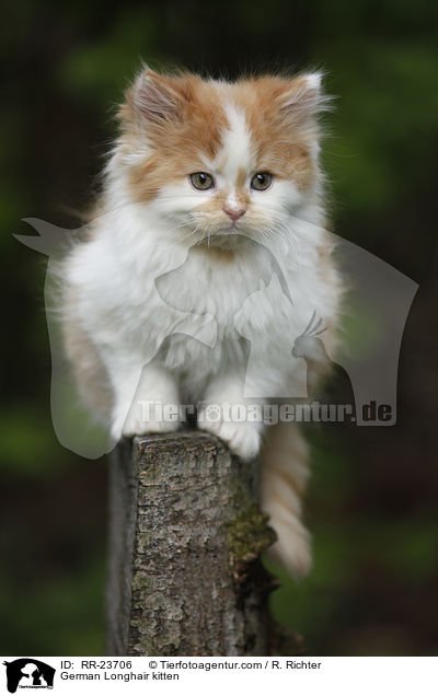 Deutsch Langhaar Ktzchen / German Longhair kitten / RR-23706