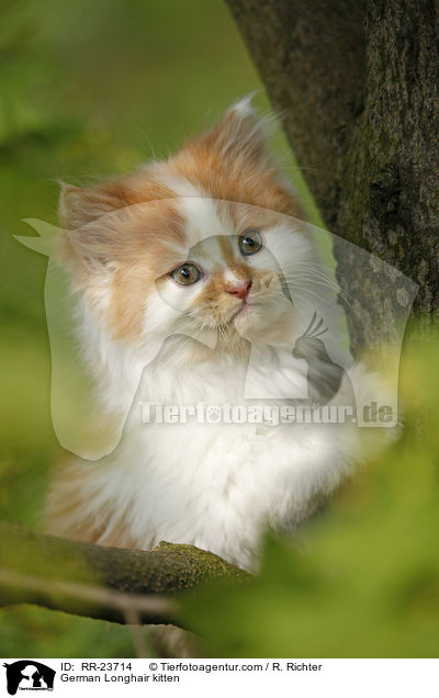 Deutsch Langhaar Ktzchen / German Longhair kitten / RR-23714