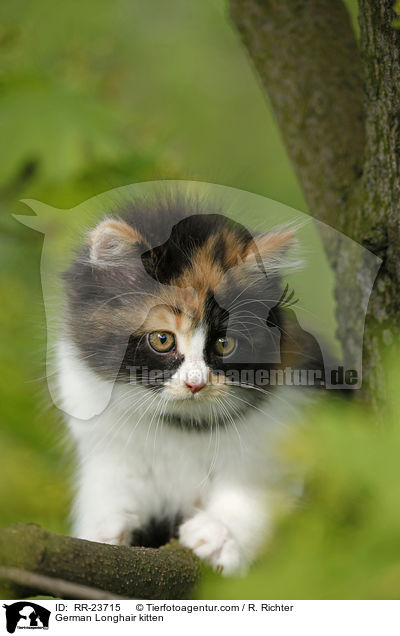 Deutsch Langhaar Ktzchen / German Longhair kitten / RR-23715