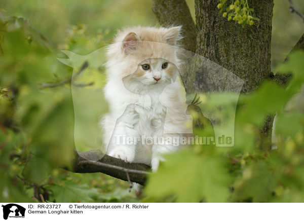 Deutsch Langhaar Ktzchen / German Longhair kitten / RR-23727