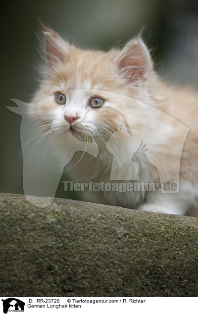 Deutsch Langhaar Ktzchen / German Longhair kitten / RR-23728