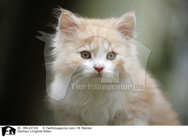 Deutsch Langhaar Ktzchen / German Longhair kitten / RR-23729