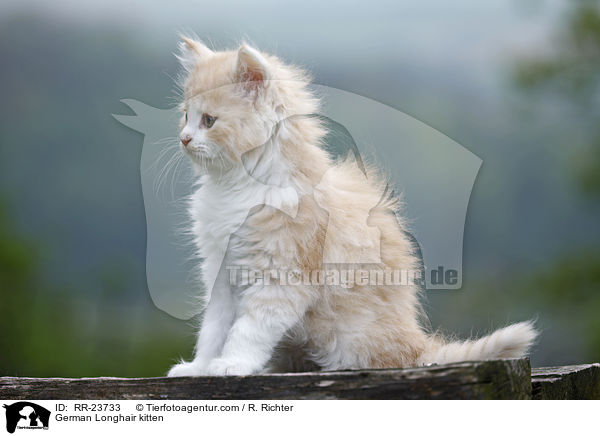 Deutsch Langhaar Ktzchen / German Longhair kitten / RR-23733
