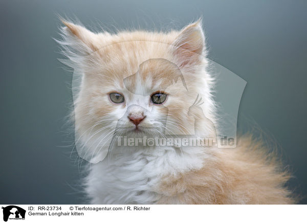 Deutsch Langhaar Ktzchen / German Longhair kitten / RR-23734